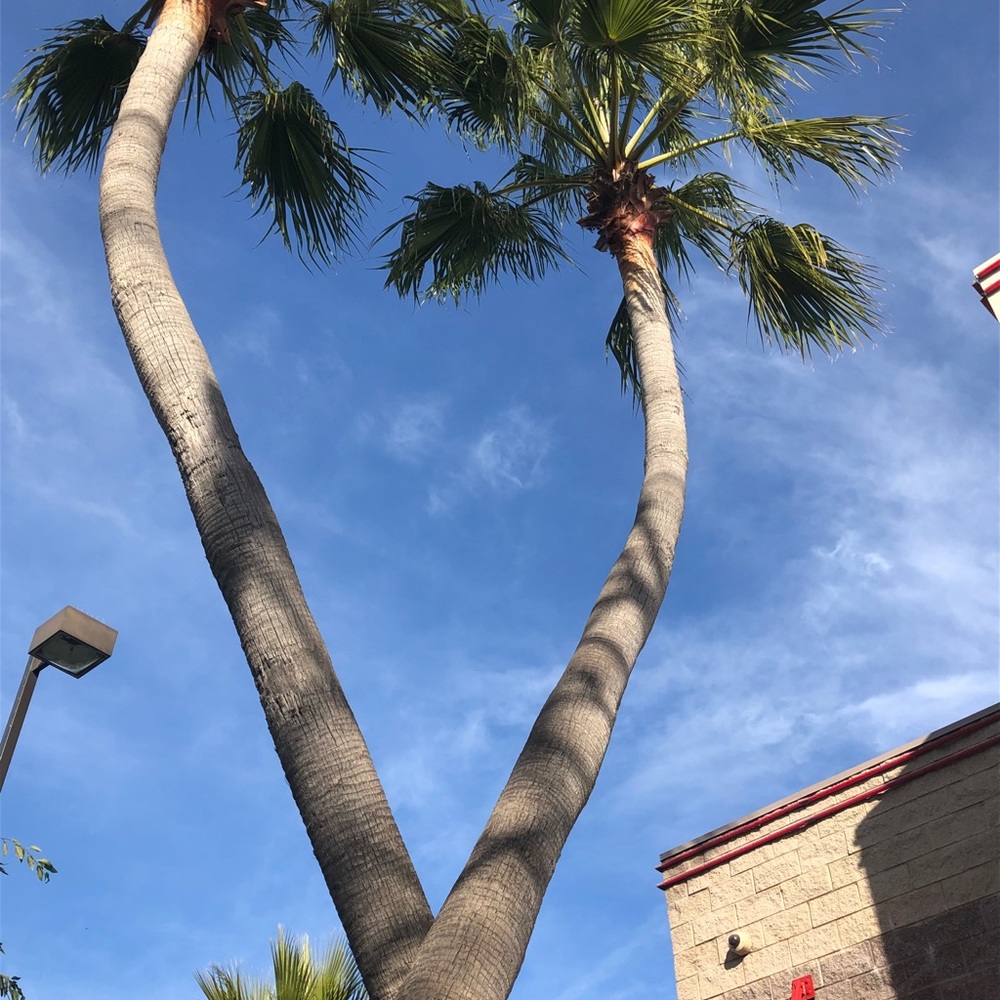 Meet your Posher, Jane